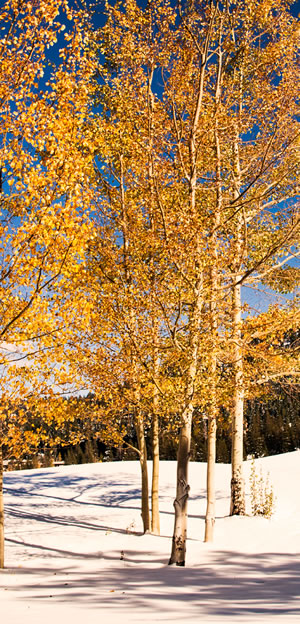 photo vista of snow-covered slope with aspens in foreground